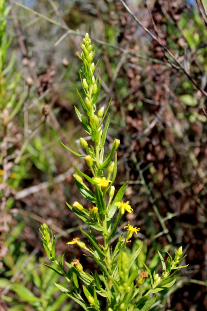 CAMPI FLEGREI_Dittrichia viscosa