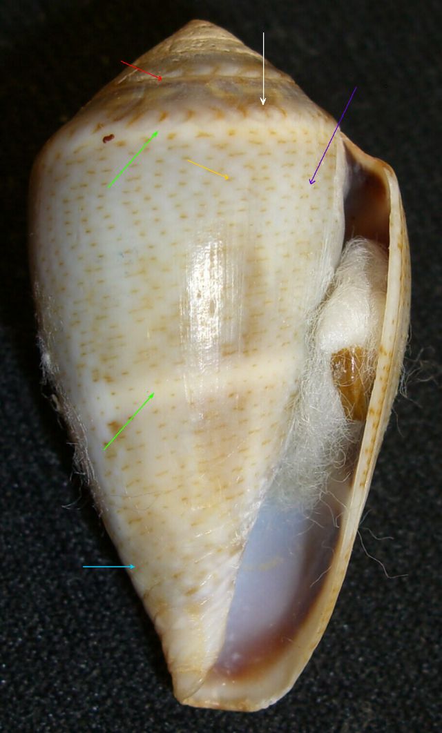 Caratteri generali del Conus ventricosus