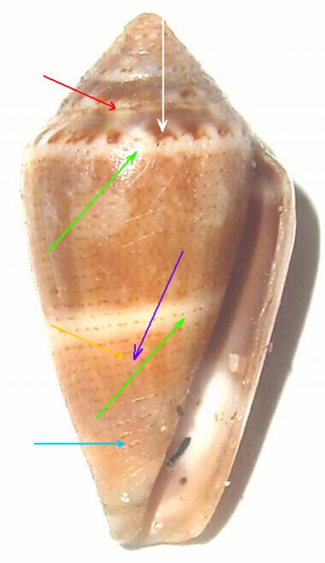 Caratteri generali del Conus ventricosus