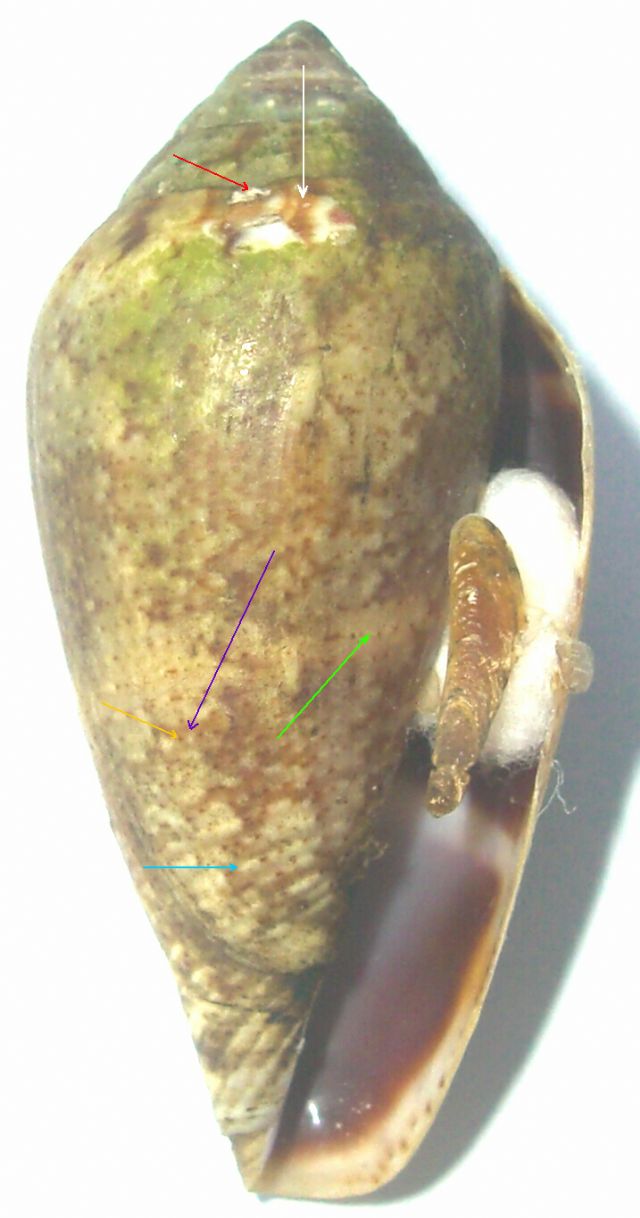 Caratteri generali del Conus ventricosus