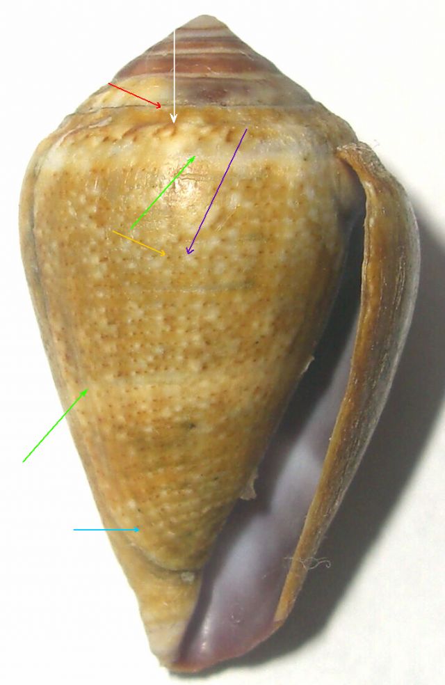 Caratteri generali del Conus ventricosus