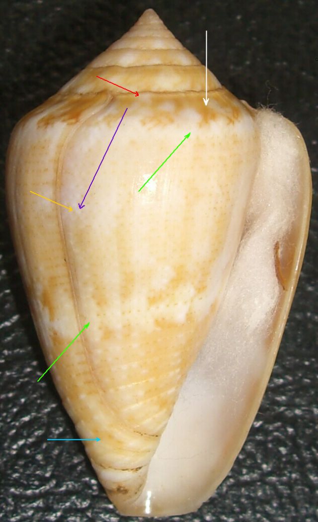 Caratteri generali del Conus ventricosus