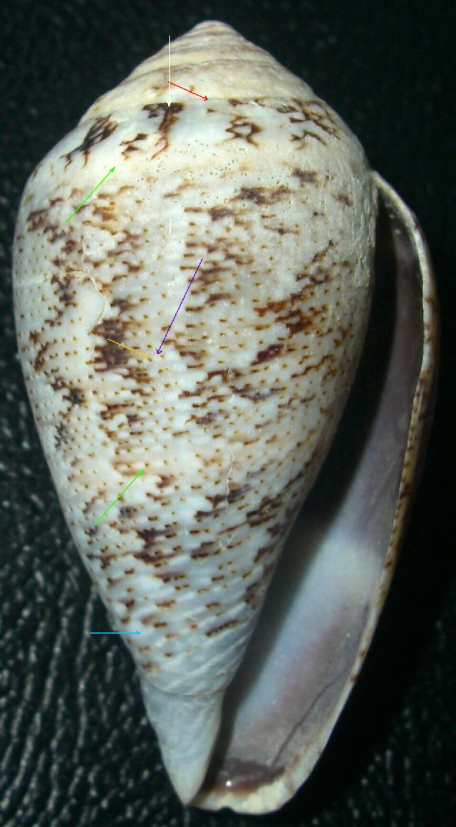 Caratteri generali del Conus ventricosus