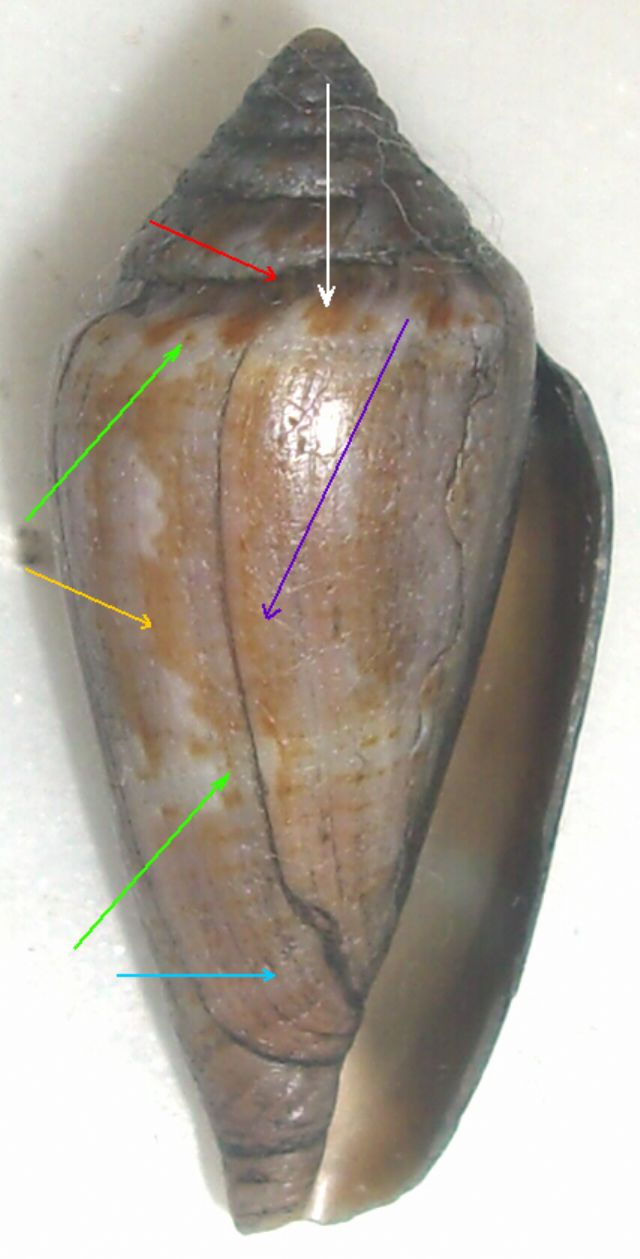 Caratteri generali del Conus ventricosus