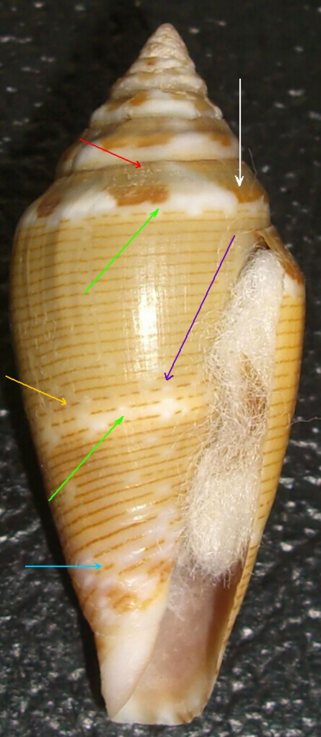 Caratteri generali del Conus ventricosus