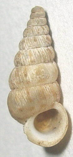 Piccolo gasteropode di Varese - Cochlostoma septemspirale