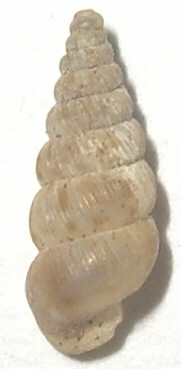 Piccolo gasteropode di Varese - Cochlostoma septemspirale