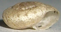 Gasteropode da Varese