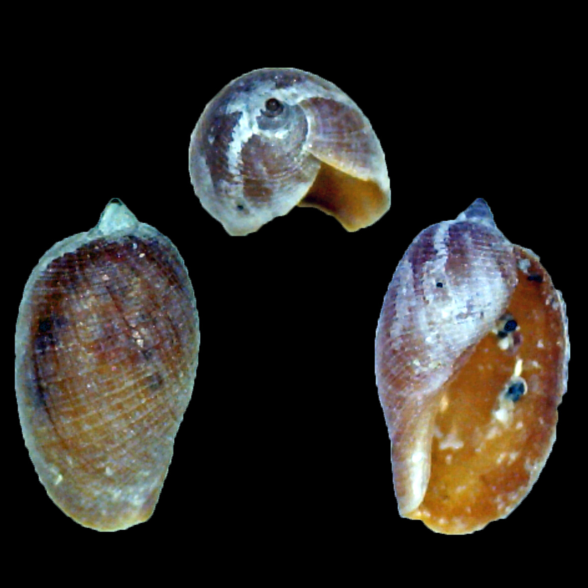 Cypraea Giovanile