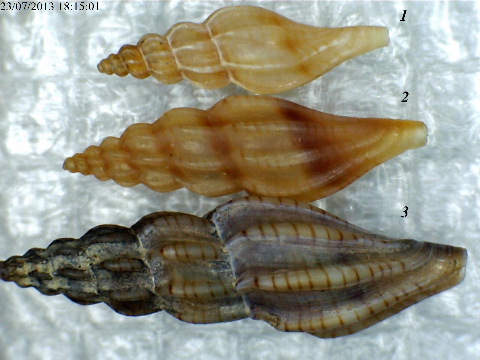 Mangelia attenuata