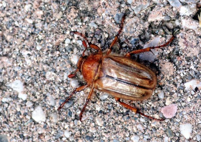 Amphimallon cfr. soltitiale, Melolonthidae