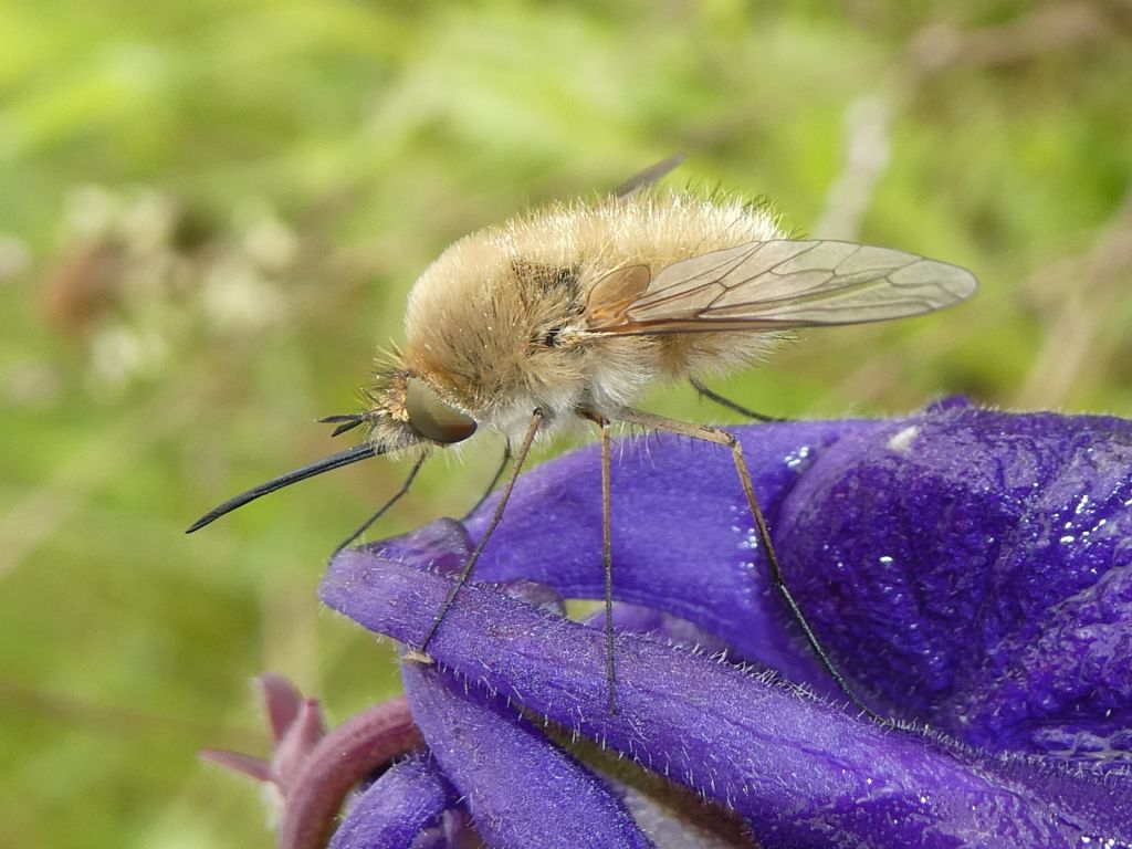 Bombyliidae - quale specie? Genere non determinabile