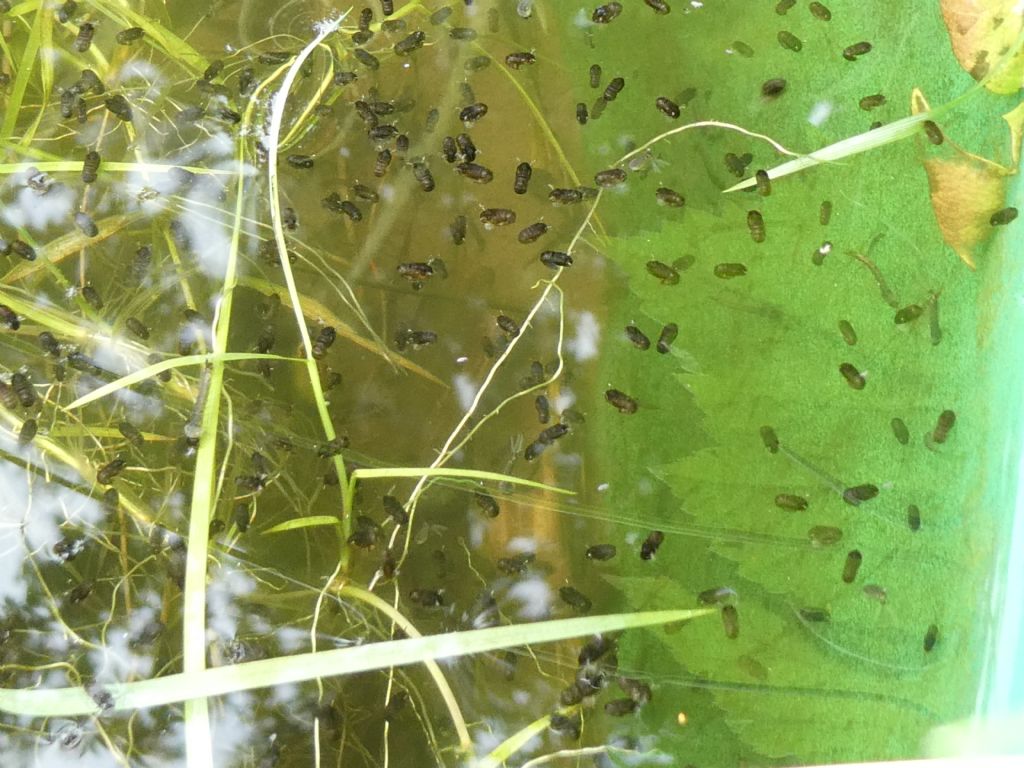 Identificazione larve acquatiche