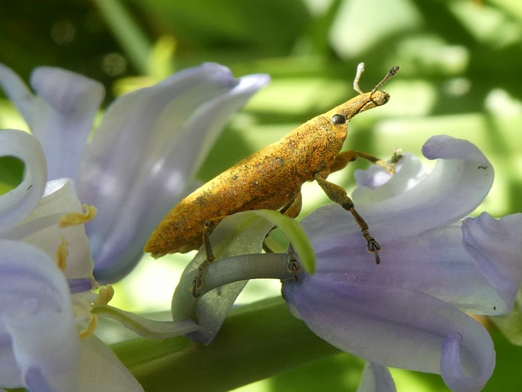 Curculionidae: Lixus sp.