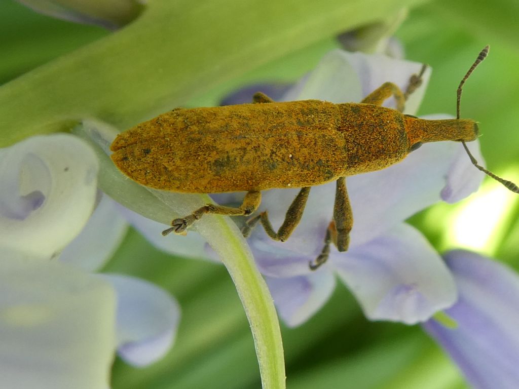 Curculionidae: Lixus sp.