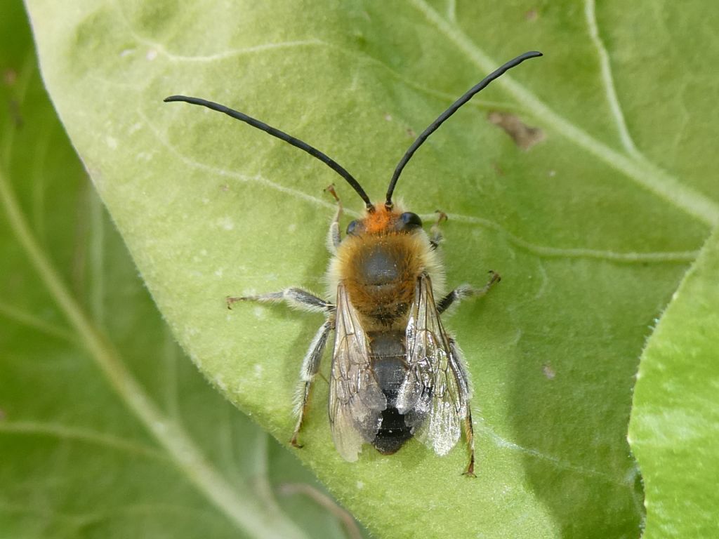 Imenottero Apidae chi ?