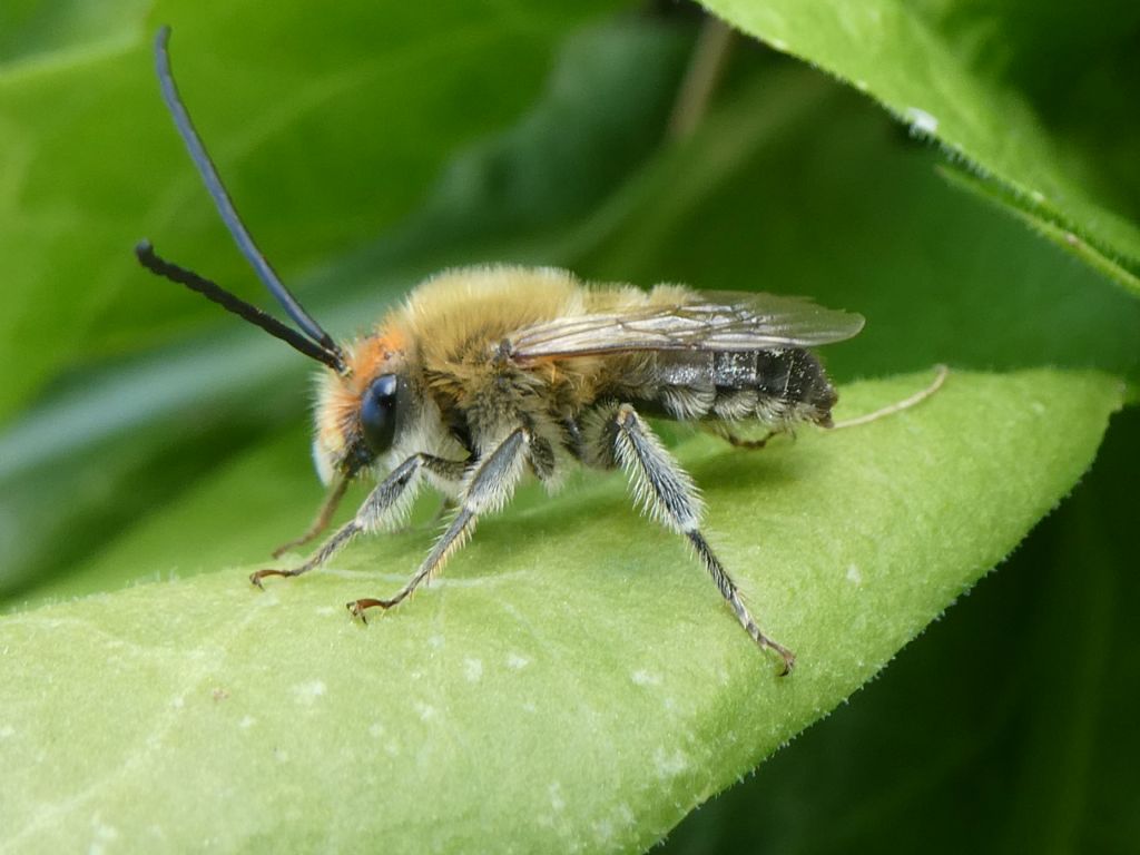 Imenottero Apidae chi ?