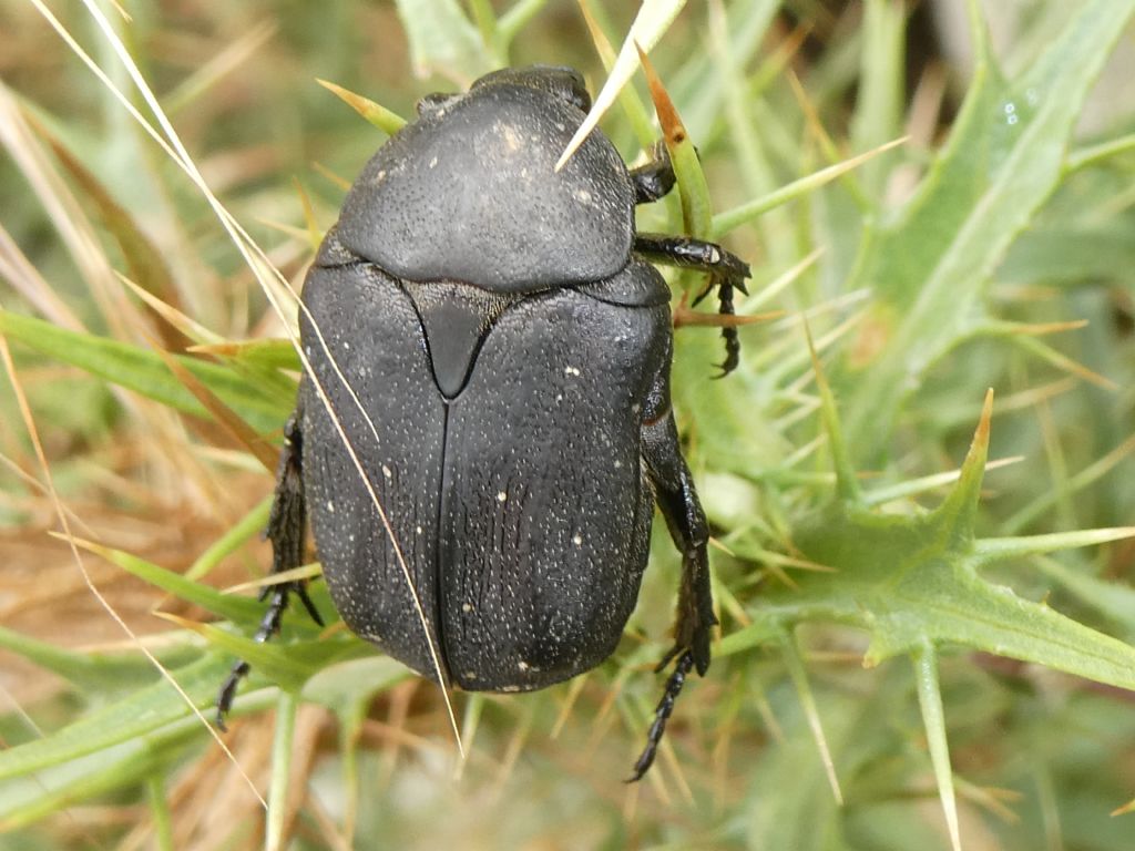 Cetonidae: Protaetia morio