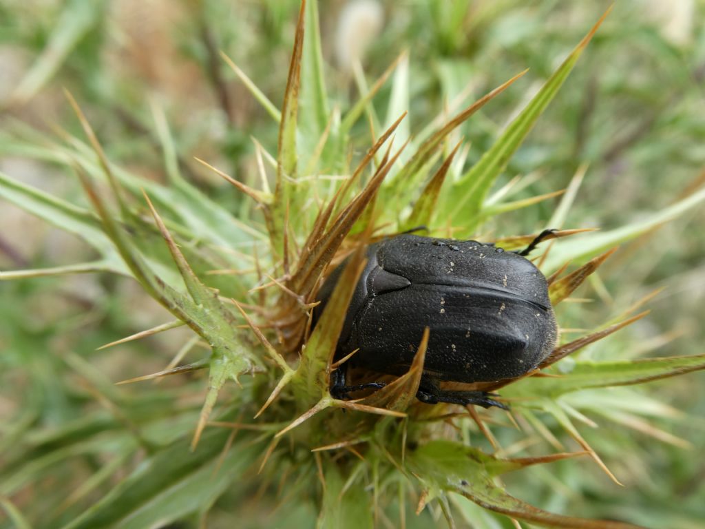 Cetonidae: Protaetia morio