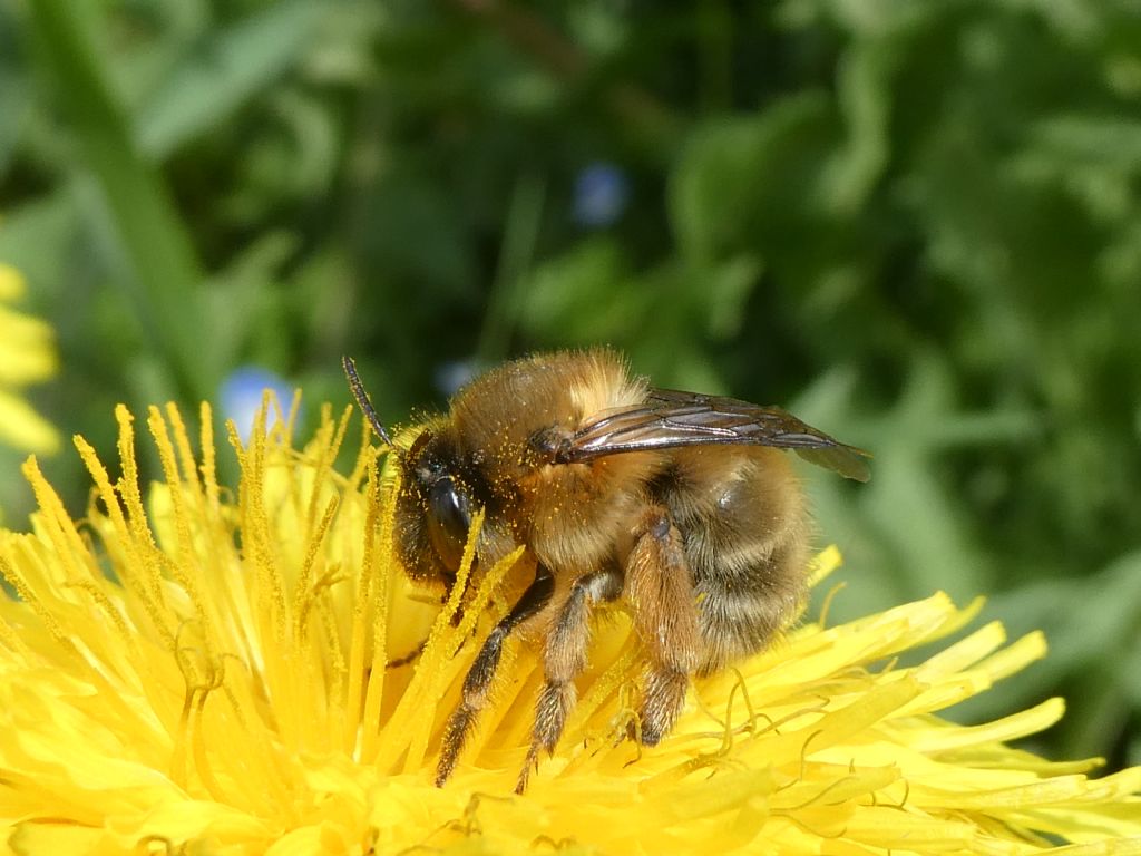 Altro imenottero forse Anthophora sp?