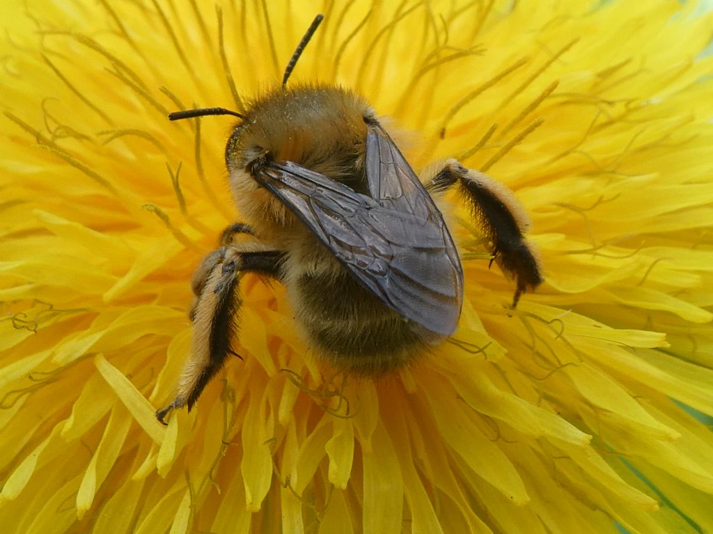 Altro imenottero forse Anthophora sp?