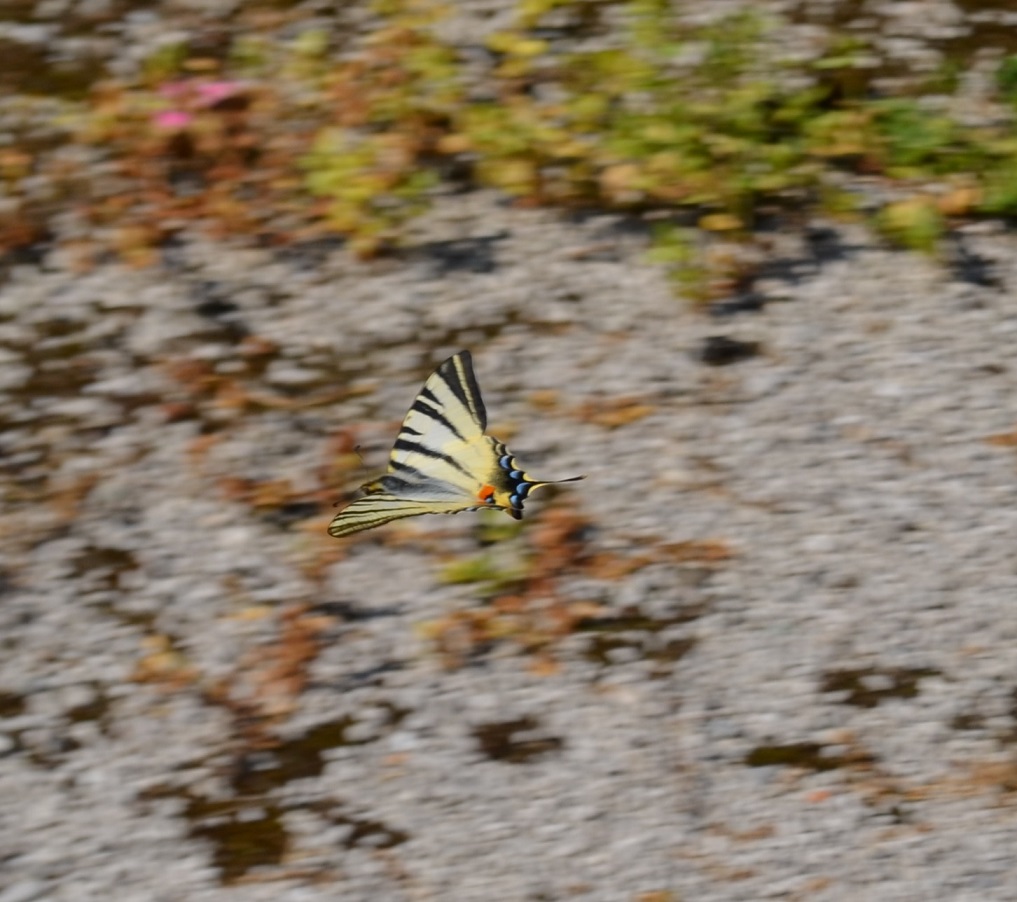 E'' una Iphiclides podalirius?