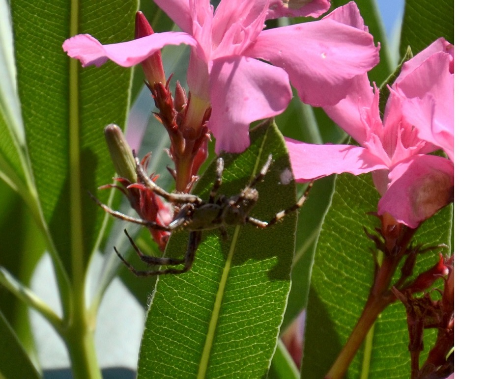 Maschio di Araneus angulatus - Venezia (VE)