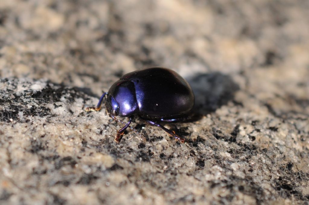 Chrysolina (Colaphosoma) sturmi, Chrysomelidae