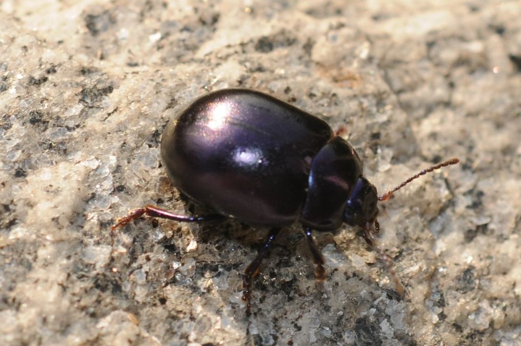 Chrysolina (Colaphosoma) sturmi, Chrysomelidae