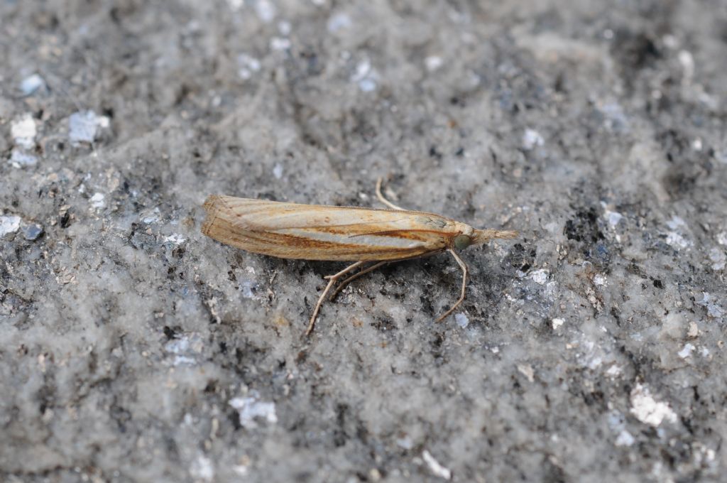 Bedelliidae? n. 1