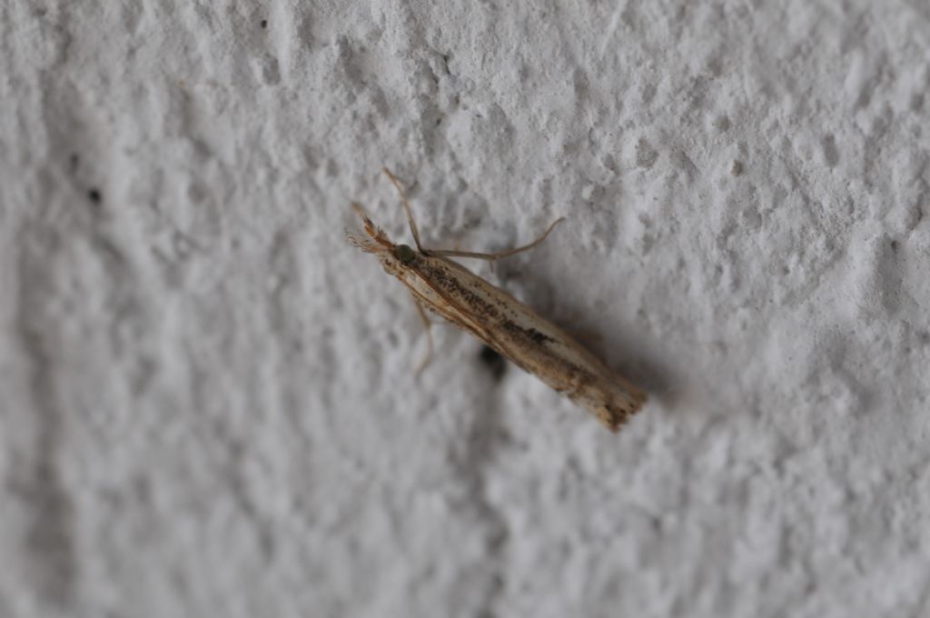 Bedelliidae? No, Crambidae: Agriphila sp.