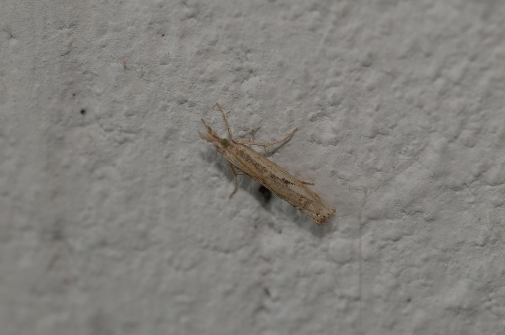 Bedelliidae? No, Crambidae: Agriphila sp.