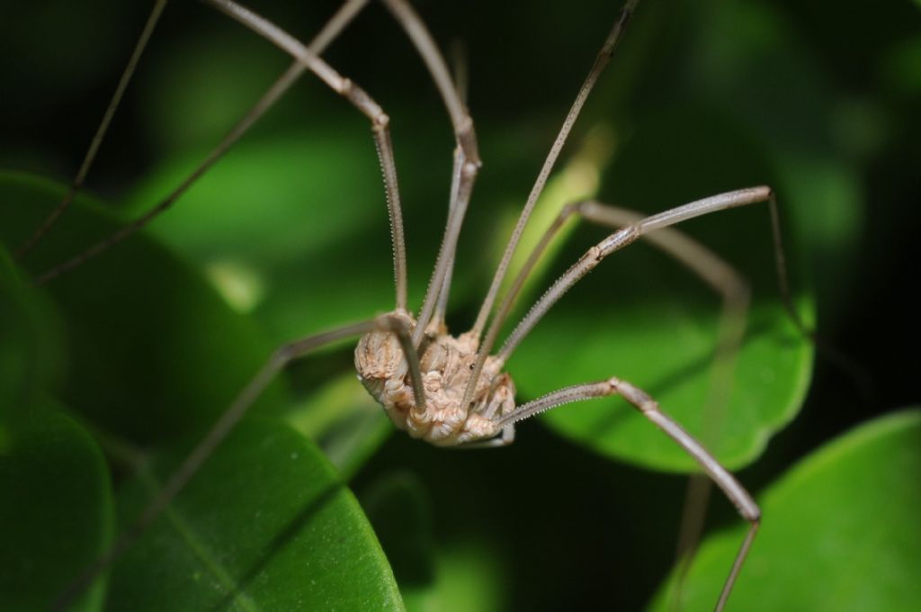 Phalangiidae  Phalangiinae