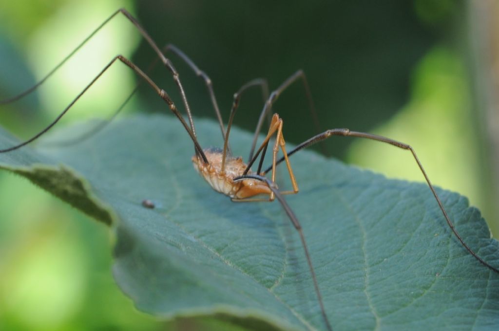 Phalangium opilio