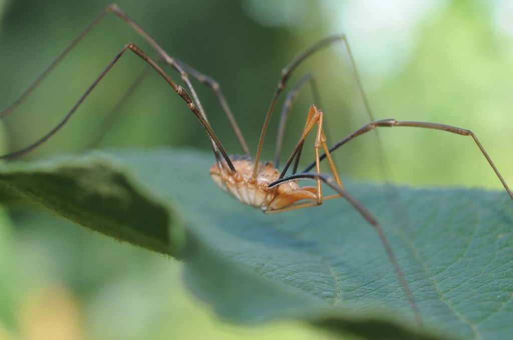 Phalangium opilio