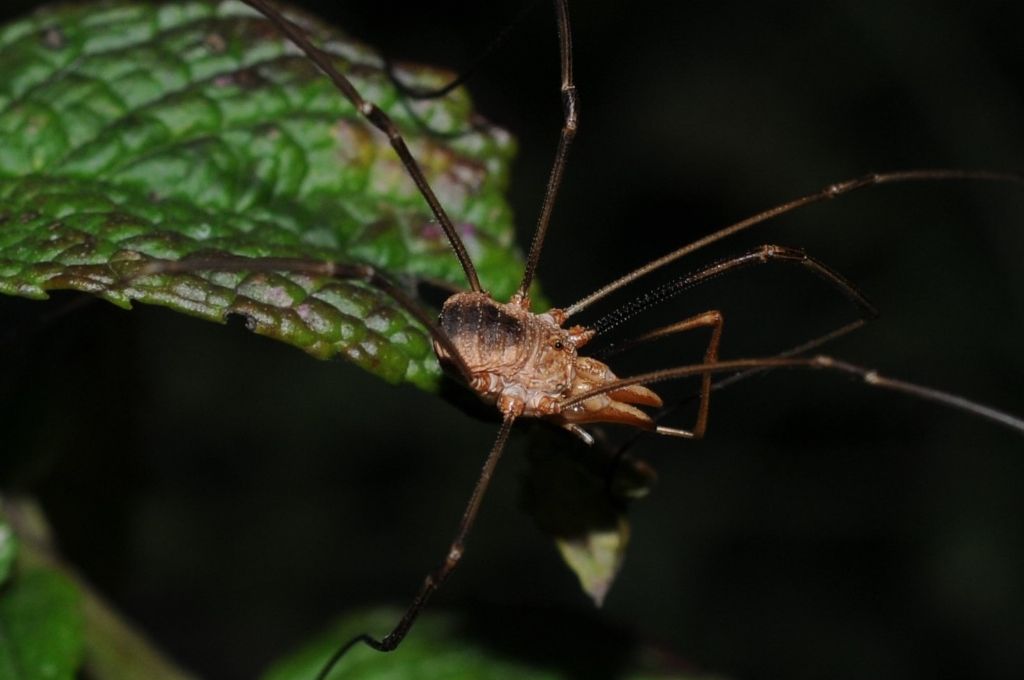 Phalangium opilio