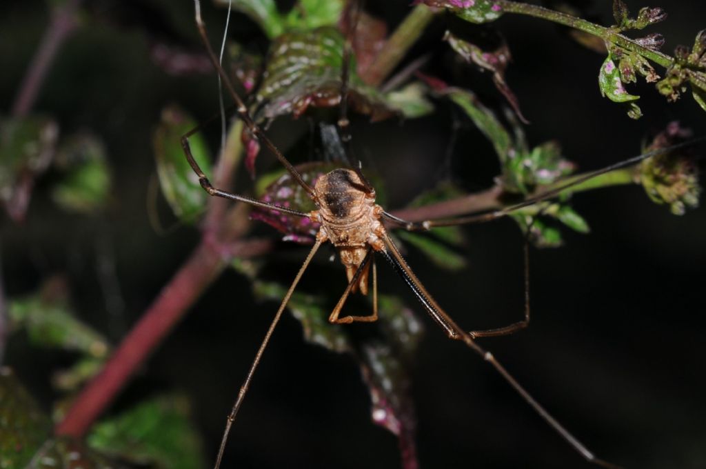 Phalangium opilio