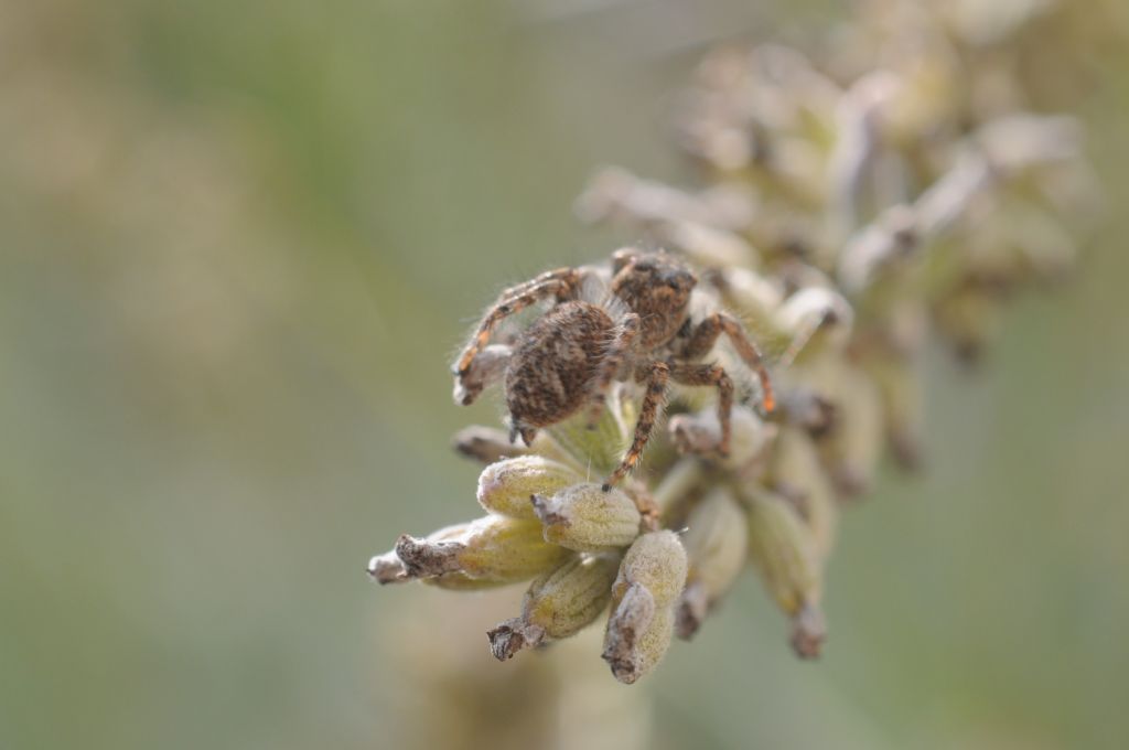 Philaeus chrysops - San Giuliano Nuovo (AL)