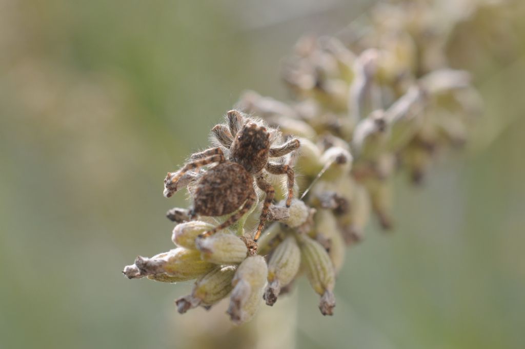 Philaeus chrysops - San Giuliano Nuovo (AL)