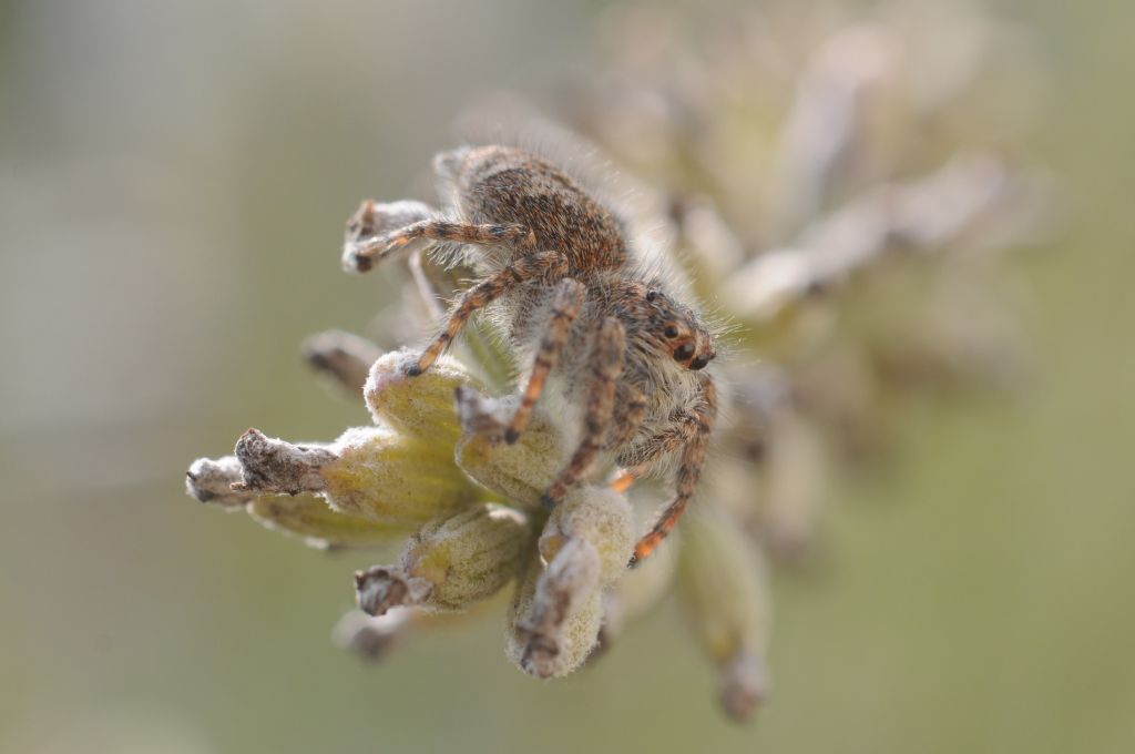 Philaeus chrysops - San Giuliano Nuovo (AL)