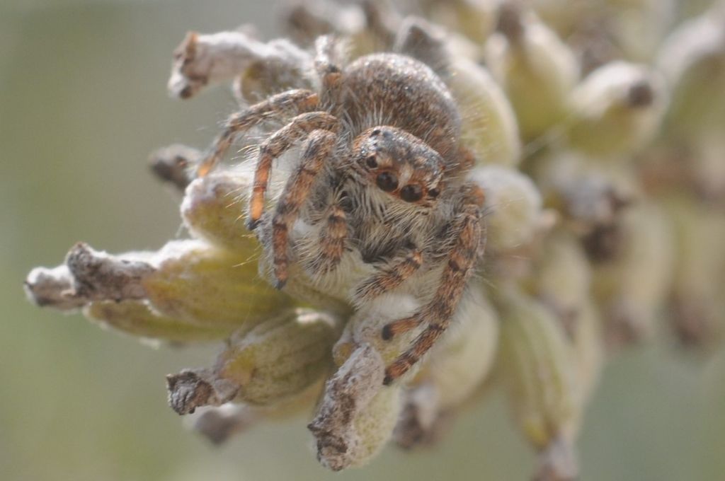 Philaeus chrysops - San Giuliano Nuovo (AL)