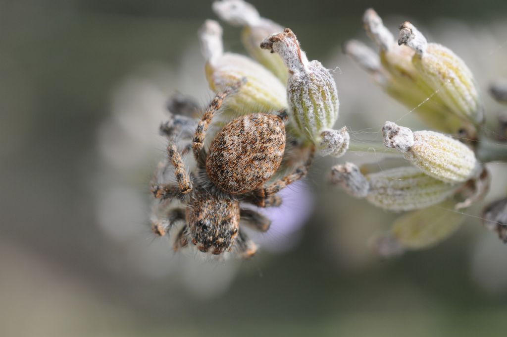 Philaeus chrysops - San Giuliano Nuovo (AL)