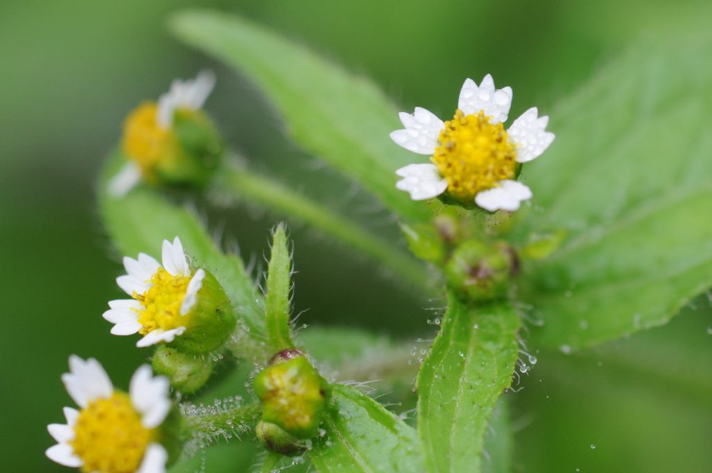 Galinsoga quadriradiata / Galinsoga ciliata