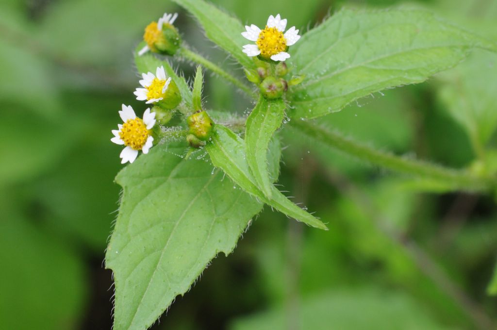 Galinsoga quadriradiata / Galinsoga ciliata