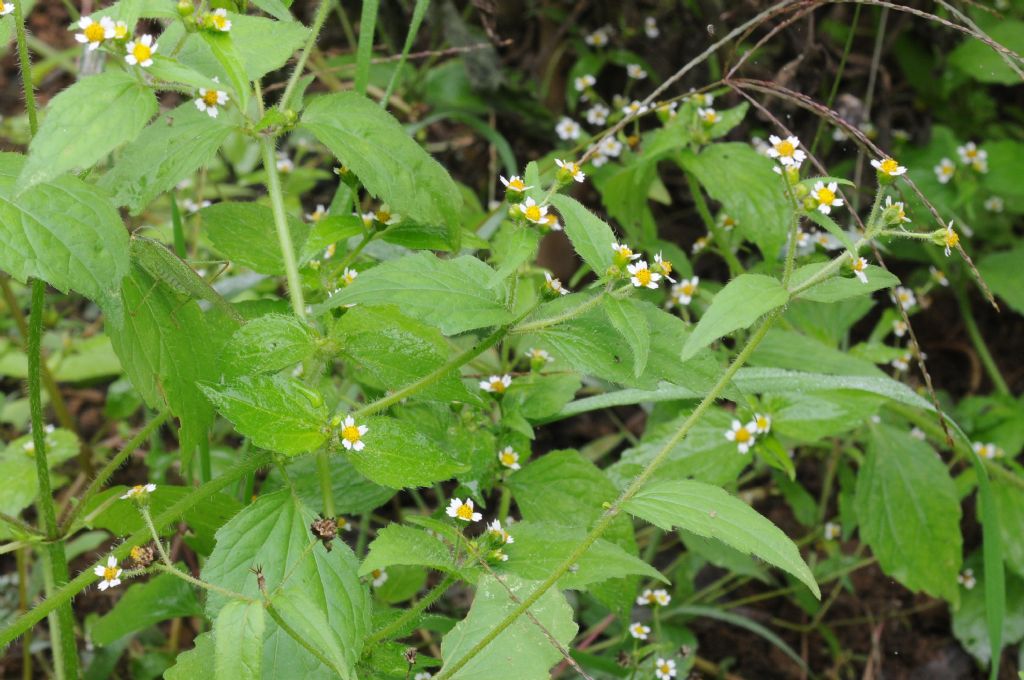 Galinsoga quadriradiata / Galinsoga ciliata