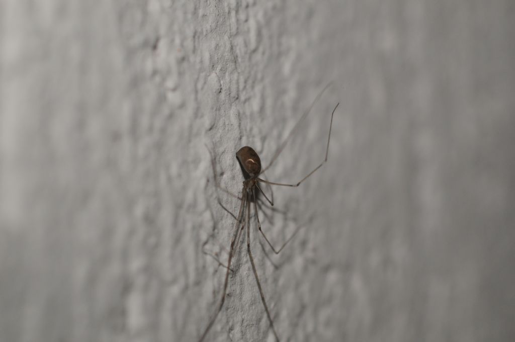 Pholcus phalangioides - Miasino (NO)