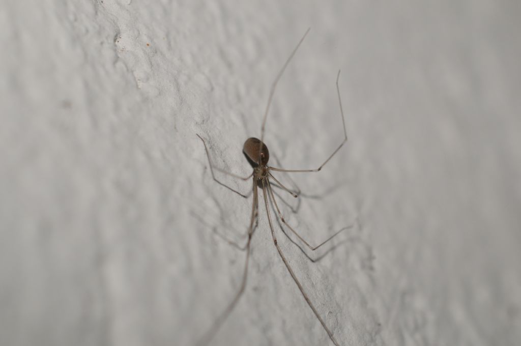 Pholcus phalangioides - Miasino (NO)