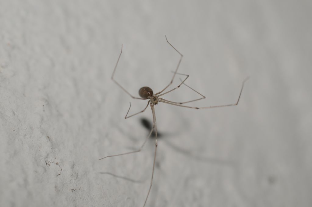 Pholcus phalangioides - Miasino (NO)