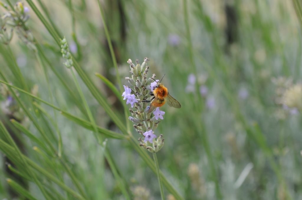 Bombus pascuorum melleofacies (cfr.), Apidae