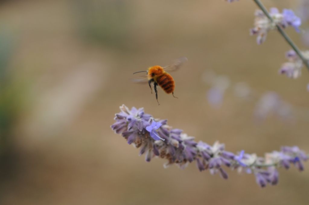 Bombus pascuorum melleofacies (cfr.), Apidae